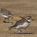 Double-banded Plover at Machans beach<br />Canon EOS 7D + EF400 F5.6L